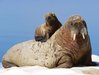 walrus-mother-and-calf_9025_990x742.jpg